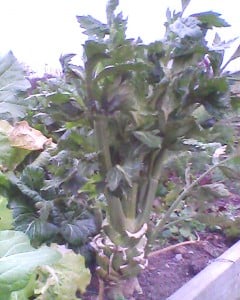 Celery grown from rerooted storebought celery