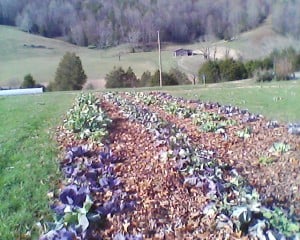 Frost damaged fall crops