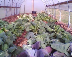 Frost damaged fall crops in the high tunnel.