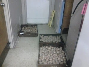Potatoes in the Kitchen