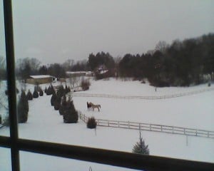 Fire and Trooper a couple days ago.