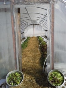 Two rows with multiple varieties.