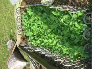 Big Ugly Baby Kale 1-2015