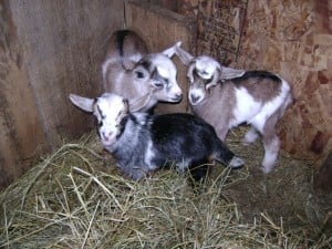 The second set of triplets just born at Lend-A-Hand. Spring must be on its way. 