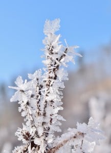 Ice Leaves