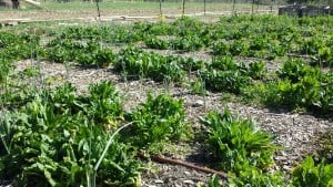 Overwintered Spinach