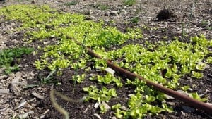 Black Seeded Simpson