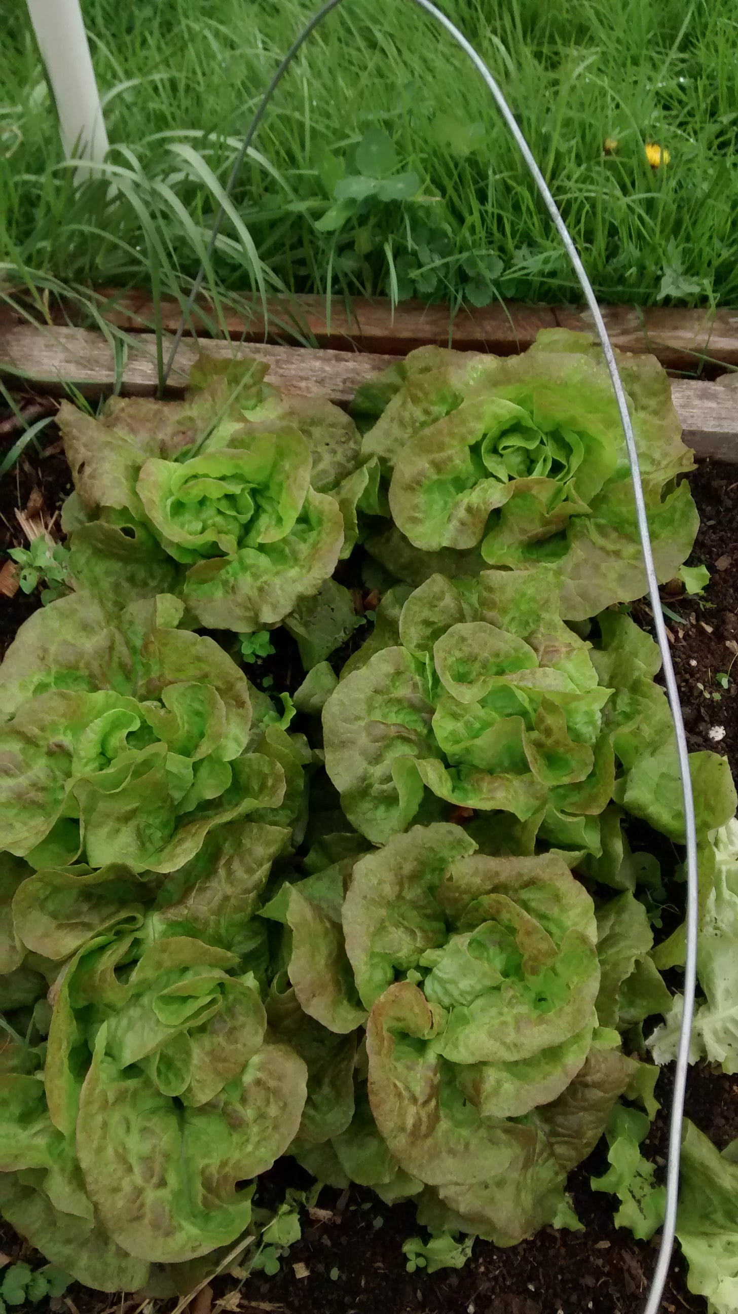 Lettuce Work Together! Grow Appalachia Grow Appalachia
