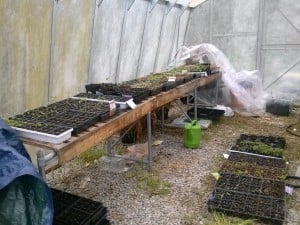 Seedlings are much happier in the greenhouse.