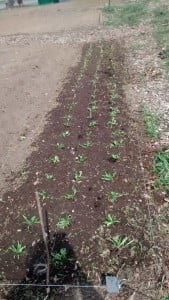 First spinach planting at EFiA
