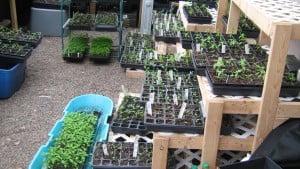 Big Ugly greenhouse including sled water bath