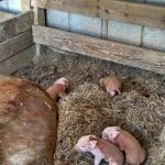 IMG_20150329_123122575_HDR