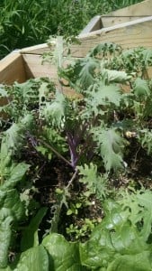 IMG_20150409_133855262