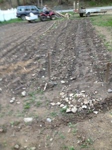 This is one of my Gardeners gardens. He had just put a lot of composite on his gardens.