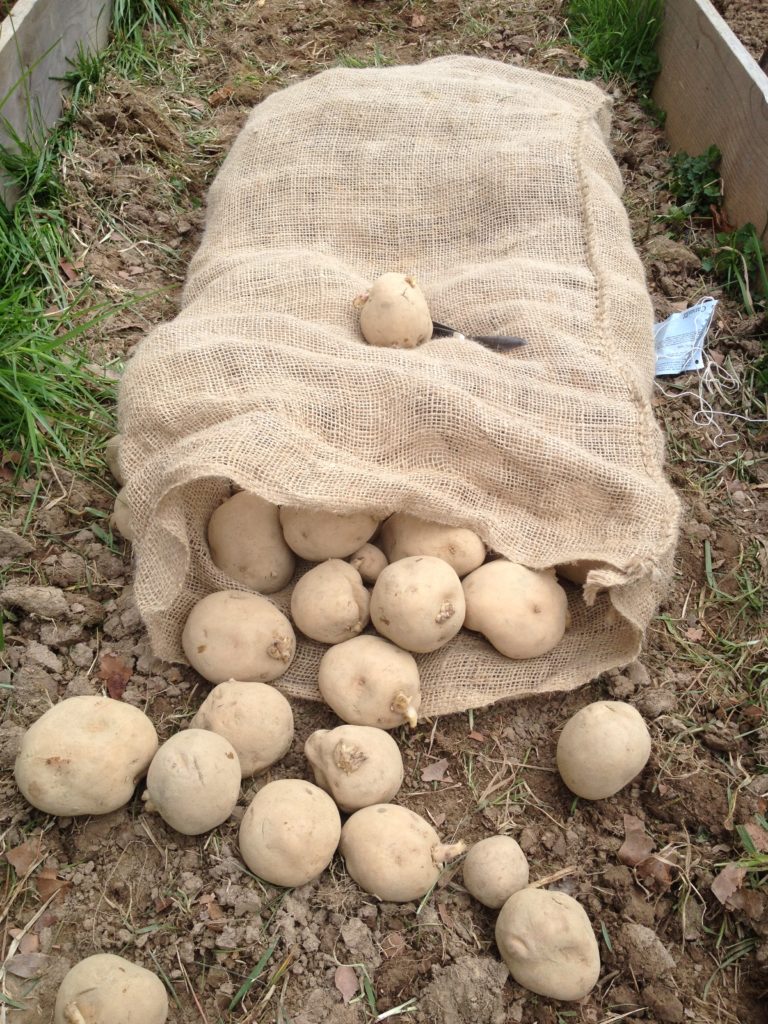 How to Grow Potatoes in Straw Grow Appalachia