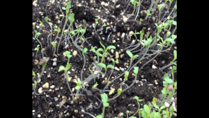 Lettuce sprouts