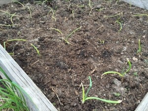 Onions in Raised Bed