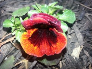 Pansy 002