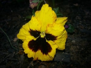 Pansy 003