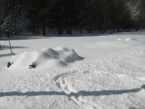 Snow on leafbags-kale_0793