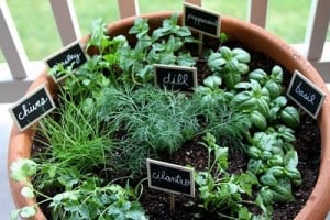 container-herb-garden
