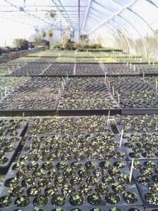 grow app seedlings 1