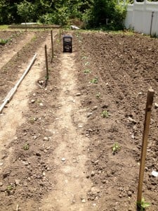 Peas, half runners, peppers, cabbage , broccoli, cauliflower, tomatoes all tiller, fertilizer and hilled.