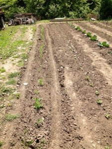 Participant's Garden in Logan, WV.