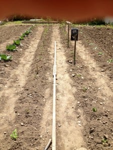 Participant's Garden