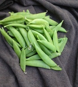 Peas from LCLG