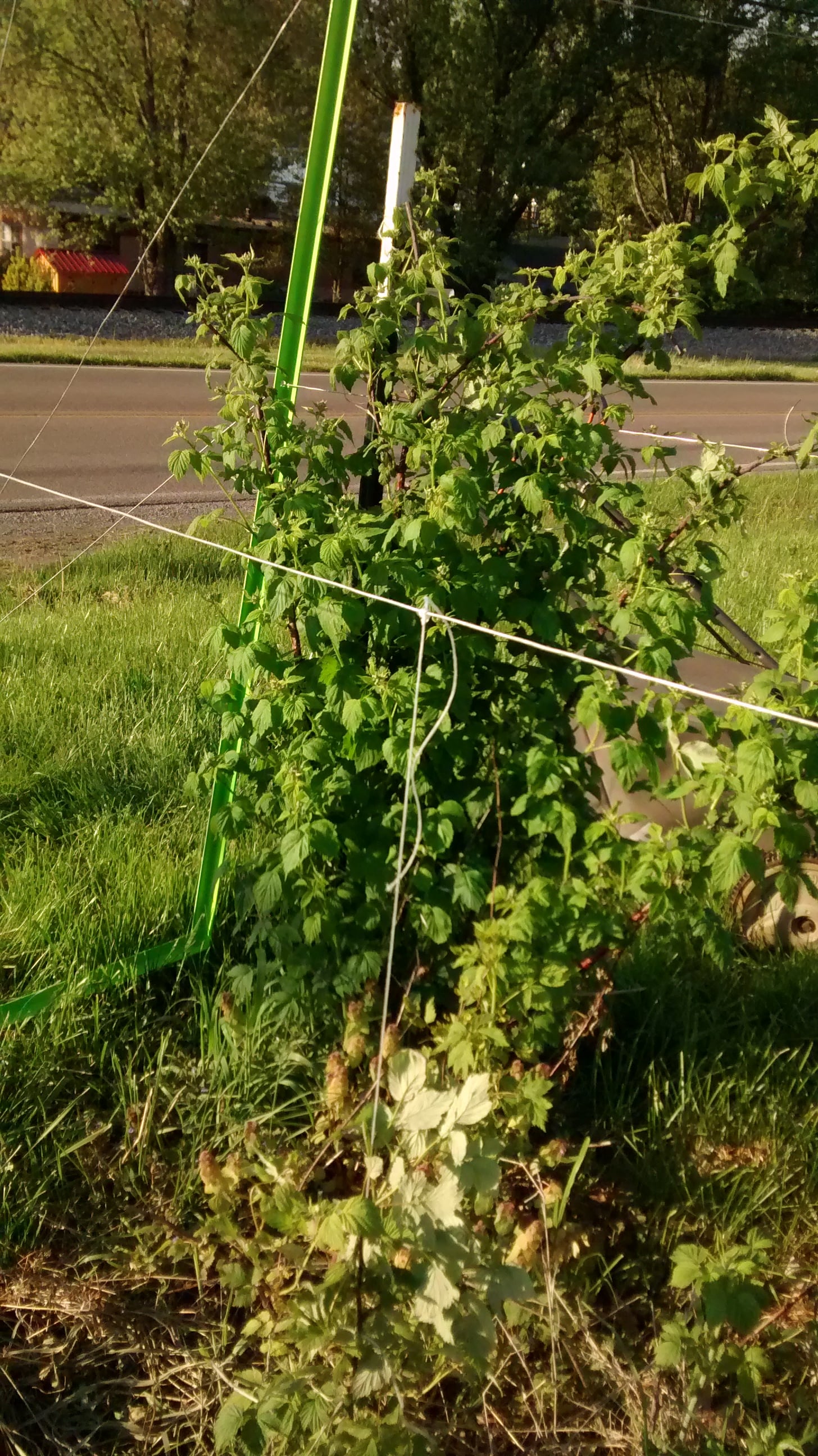 Raspberry Trellis Grow Appalachia
