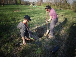 planting persimmons