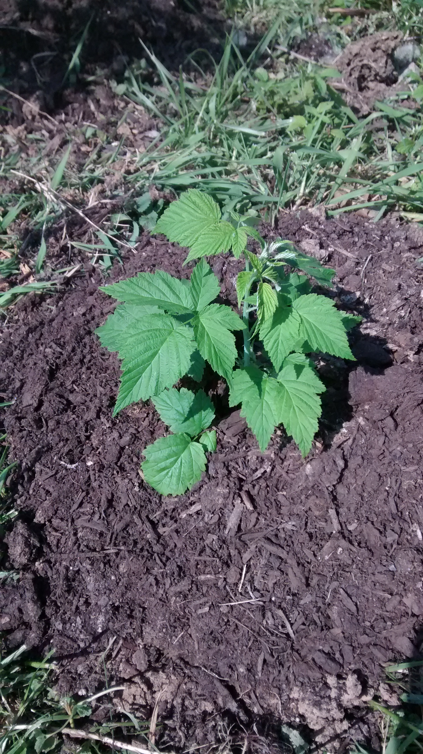 Raspberry Trellis Grow Appalachia
