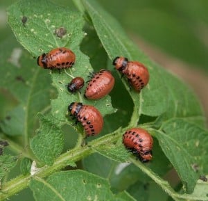 colorado-potato-beetle-larvae pic