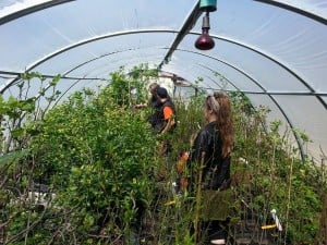 tree farm