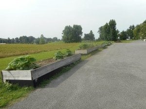 Five of the ten raised beds at the Senior Center in Morganfield. There is summer squash, tomatoes, peppers, beans, onions, and eggplant planted.