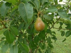 Pears ripening at First Presbyterian church in Sturgis, KY.