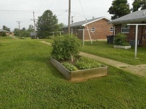 One of the many raised beds at Dunbar Heights. The residents are doing a wonderful job maintaining the beds! There are a variety of plants. Many tomatoes, greens, flowers, summer squash, and cucumbers. —