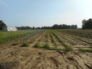 This picture was taken at the garden at Moffit Lake. We have planted tomatoes, beans, potatoes, variety of peppers, corn, herbs, onions, peas, eggplant, summer squash, melons, cucumbers, and sweet potatoes. Recreation Area. This is our 1.5 acre garden that the inmates help out in and also get to enjoy some great food from.