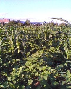 Bill's corn experiment. He planted buckwheat and crimson clover amongst the corn. It does seem to be shading out the weeds.