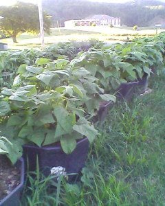 Miss Karen's bean pots.