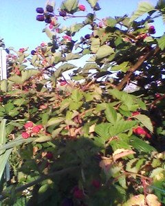 Thornless blacberries ripening. Can you taste them? OHHH they are good!
