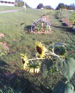 Self sown sunflowers with eggplant bed in the background.