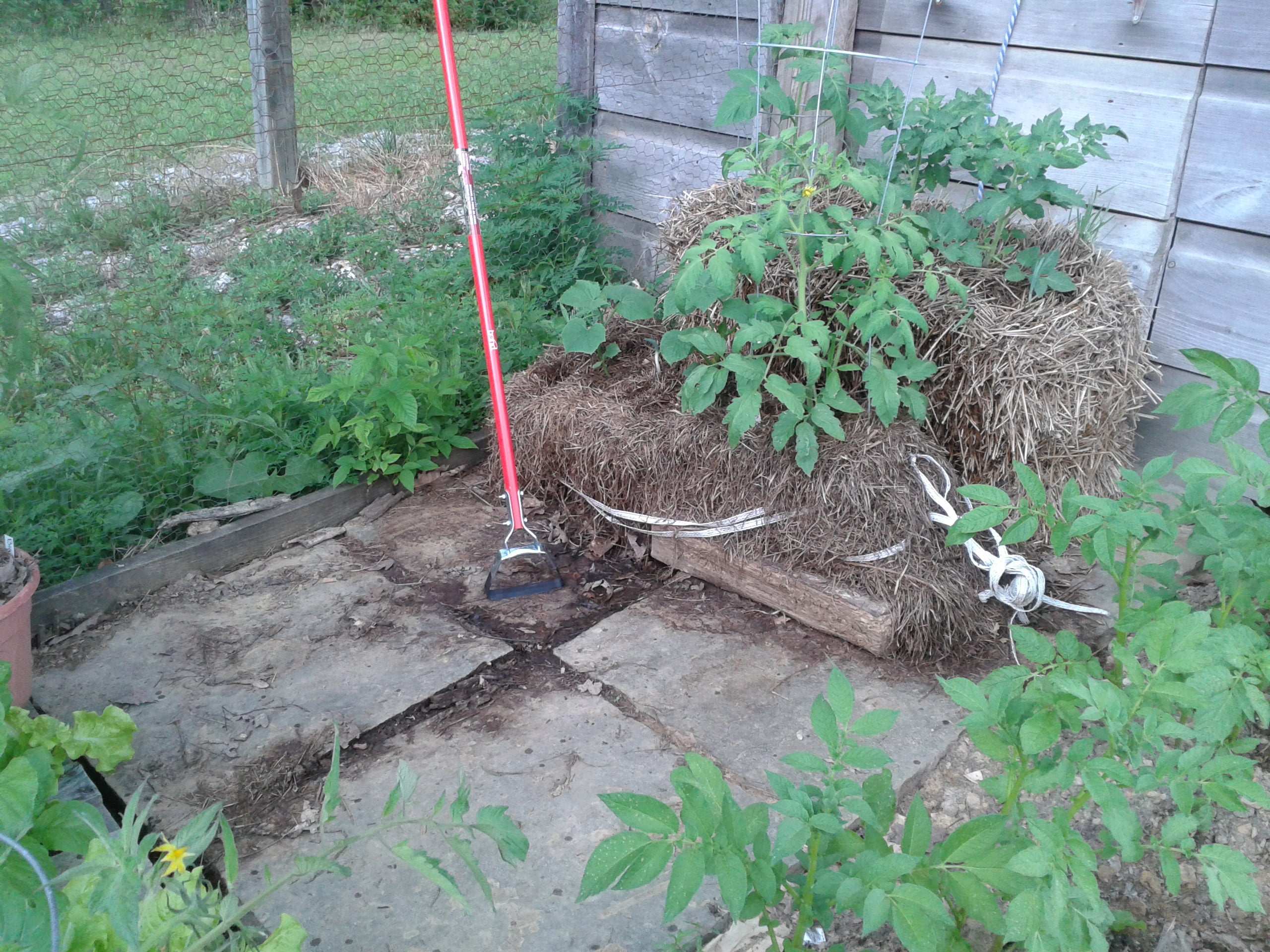 Straw Bale Gardening: Condition Your Bales Like A Pro (Easy Chart!) - iz40zv9