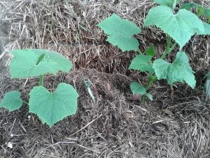 20150612_123717