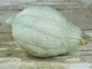 Blue hubbard squash (Photo from Baker Creek Seeds)
