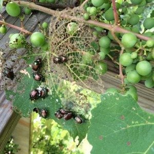Japanese Beetles on a grape leaf