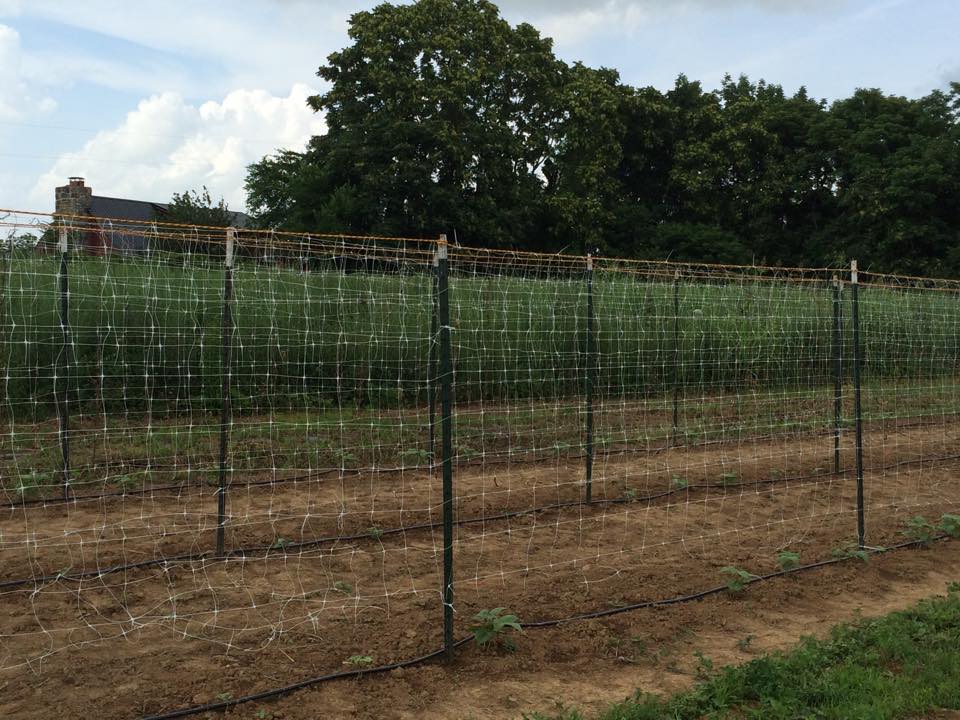 bean trellises Grow Appalachia