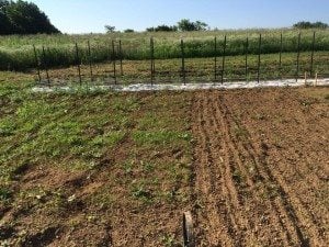 short rows before and after weeding