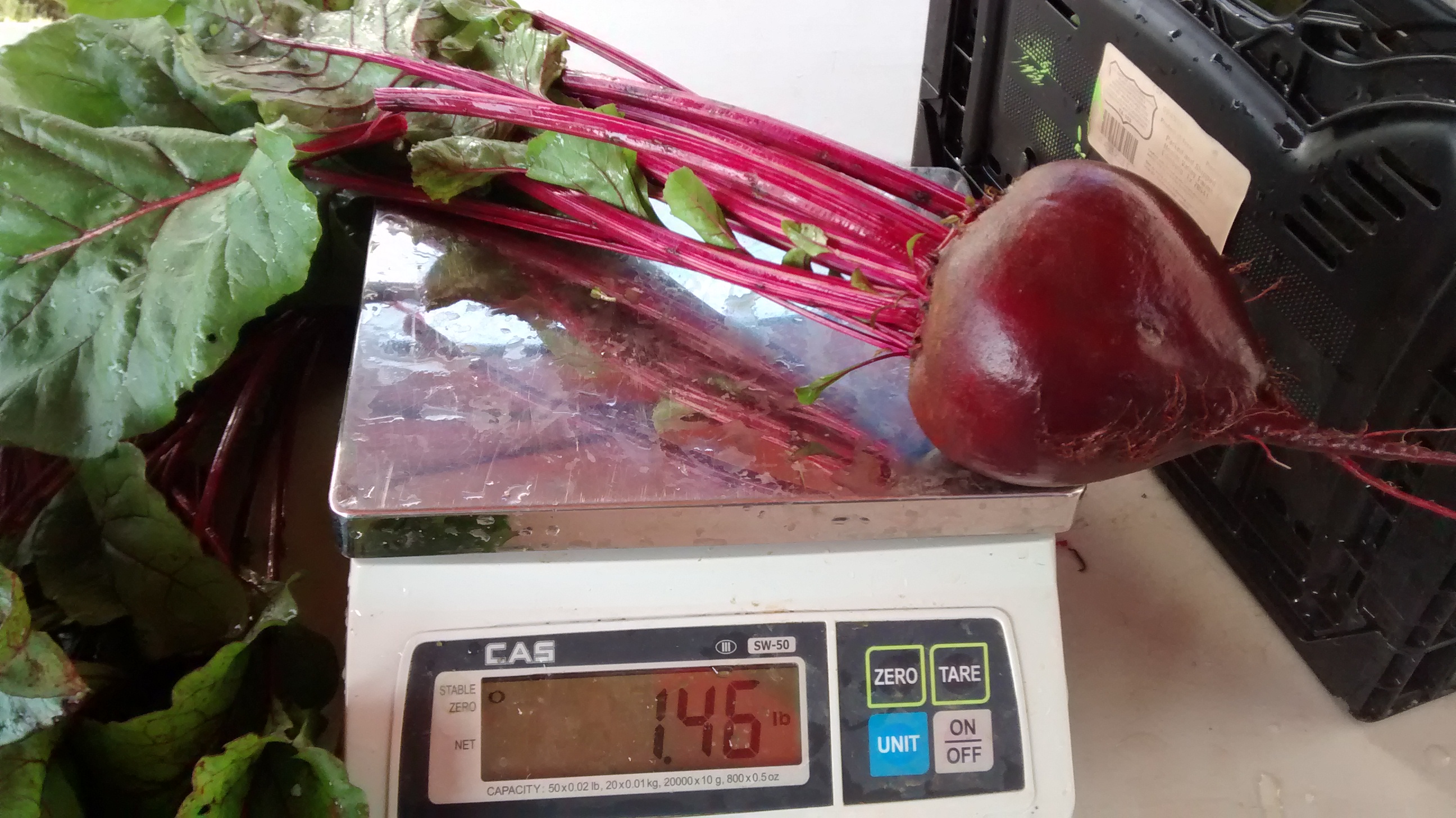 BIG BEET Grow Appalachia